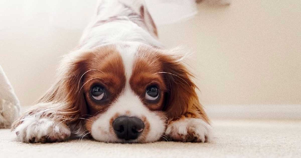 Cães conseguem perceber quem são as pessoas em que não se deve confiar-tafixe