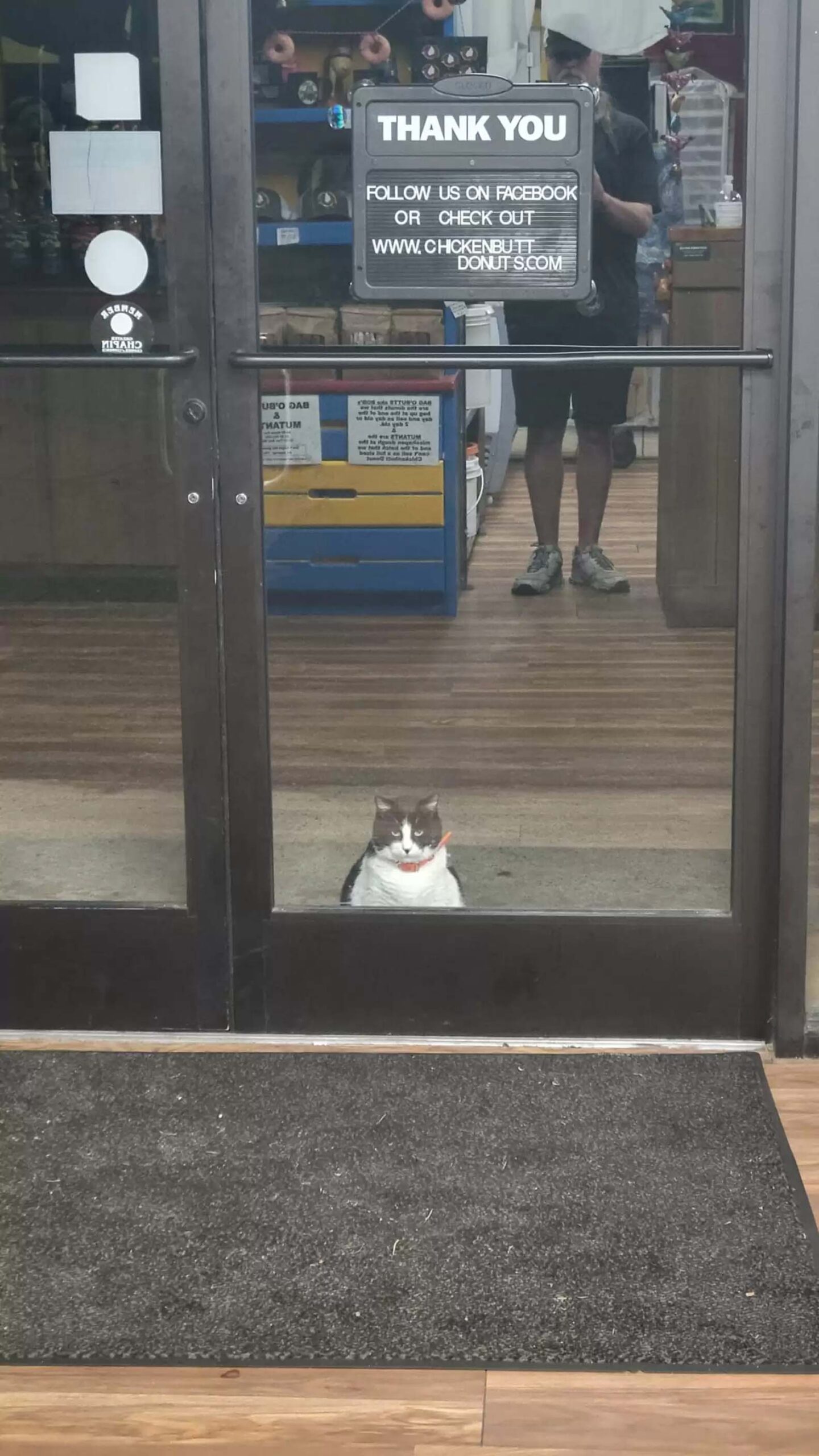 Pequeno almoço na pastelaria? Para este gato é todos os dias